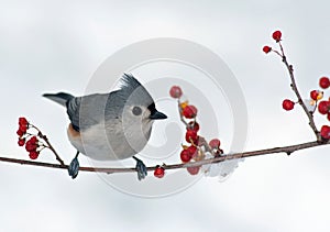 Tufted Titmouse and Berries photo