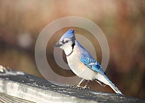 Tufted Titmouse bird
