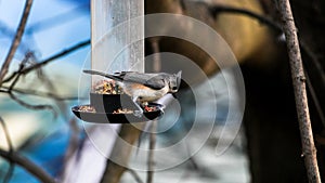 Tufted Titmouse on bird feeder