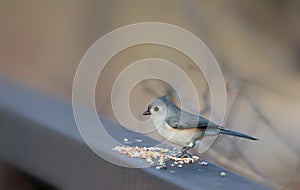 Tufted titmouse bird feeding on fence