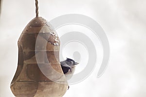 Tufted titmouse bird sitting in a birdfeeder during a winter storm