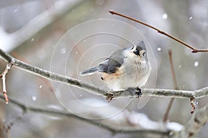 Tufted Titmouse bird sitting on a branch while snowing