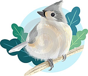 Tufted Titmouse Bird Vector Illustration