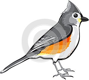 Tufted Titmouse Bird vector illustration clip-art graphic design