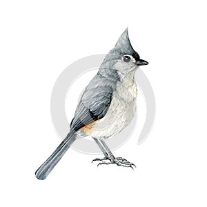 Tufted titmouse bird watercolor illustration. Native North American avian. Baeolophus bicolor tiny bird. Hand drawn