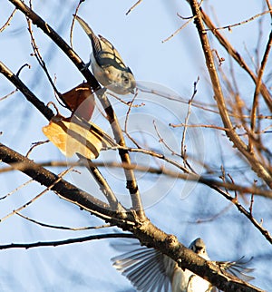 Tufted Titmouse, 2 birds in the tree one in flight