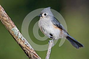 Tufted Titmouse on a Branch