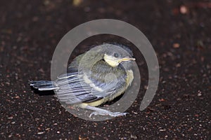 Tufted titmouse chick on the ground