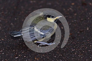 Tufted titmouse chick on the ground