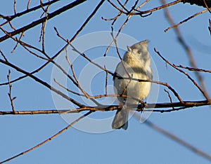 Tufted Titmouse, closeup of bird perched on an autumn tree branch