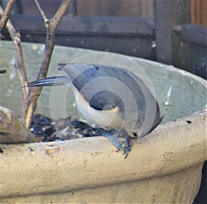 Tufted Titmouse Cracks Open a Seed on a Planter in Nashville, Tennessee