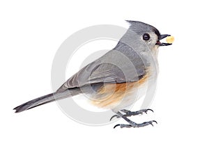 Tufted Titmouse Eating