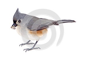 Tufted Titmouse Eating a Seed