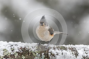 Tufted Titmouse facing to front standing on snow-covered log in winter during snowfall