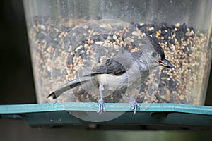 Tufted titmouse at feeder