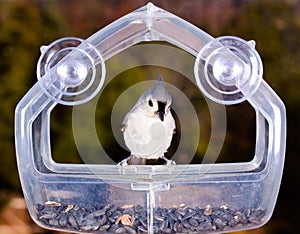 Tufted Titmouse on feeder