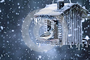 Tufted Titmouse feeding at a Feeder in the Snow