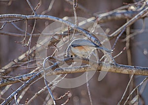 Tufted Titmouse Feeding on Seeds in a Woodland
