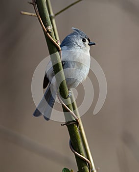 Tufted Titmouse