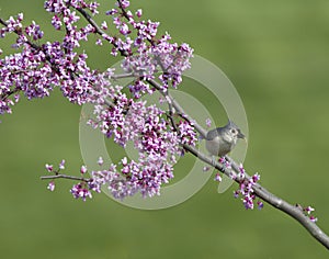 Tufted Titmouse with Insect in Beak in Redbud tree