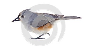 Tufted Titmouse Isolated