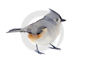 Tufted Titmouse Isolated photo