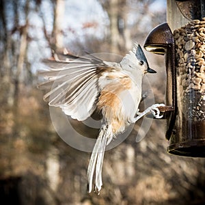 Tufted Titmouse Landing on a Bird Feeder