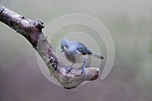 Tufted Titmouse on Limb