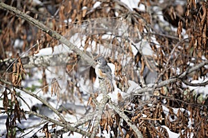 Tufted-Titmouse Looking around Majestically