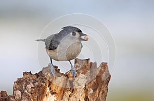 Tufted Titmouse with a Peanut