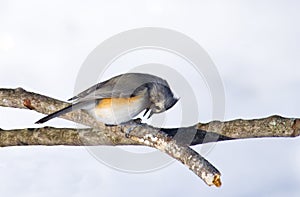 Tufted Titmouse Bird Pecks at Seed