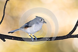 Tufted Titmouse Perched on an Autumn Branch