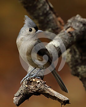 Tufted titmouse perched on branch
