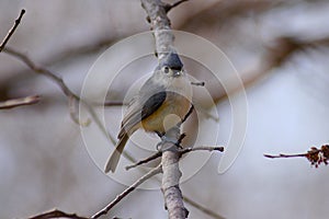 Tufted titmouse perched on a branch