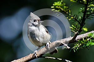 Tufted Titmouse Perched on a Branch