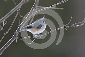 Tufted Titmouse Perched on a Branch