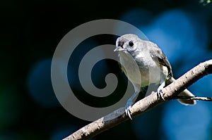 Tufted Titmouse Perched on a Branch