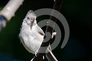 Tufted Titmouse Perched on a Branch