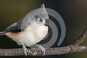 Tufted Titmouse Perched Delicately on a Slender Branch