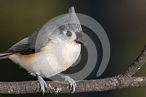 Tufted Titmouse Perched Delicately on a Slender Branch photo