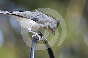Tufted titmouse perched on hanger