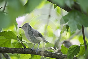 Tufted titmouse perched on limb