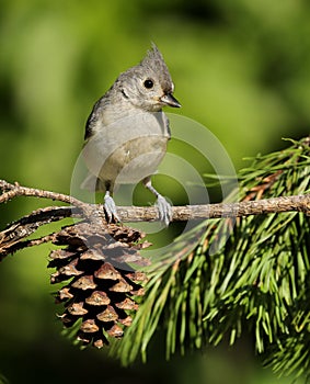 Tufted Titmouse