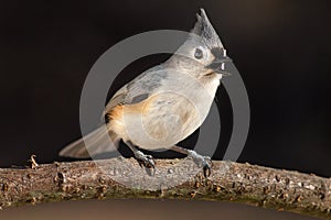 Tufted Titmouse