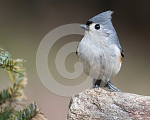 Tufted Titmouse Perched on a Rock