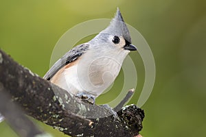 Tufted Titmouse Perched on a Slender Tree Branch