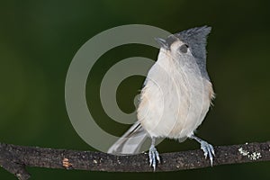 Tufted Titmouse Perched on a Slender Tree Branch