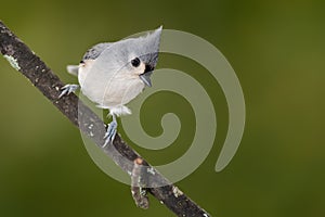 Tufted Titmouse Perched on a Slender Tree Branch