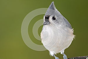 Tufted Titmouse Perched on a Slender Tree Branch