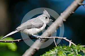 Tufted Titmouse Perched in a Tree